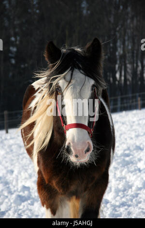 Wohlwollen Stockfoto