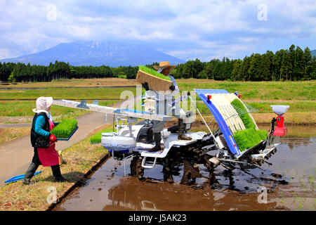 Landwirte Laden Reispflänzchen auf der Pflanzmaschine in Oyama - Cho Shizuoka Japan Stockfoto