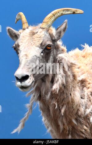 Bighorn Schafe auf Mt. Evans Stockfoto