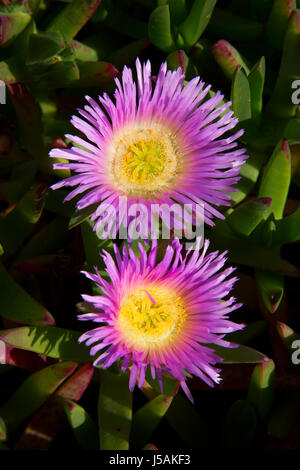 Eis-Pflanze in voller Blüte, Fort Ord Dunes State Park, am Meer, Kalifornien Stockfoto