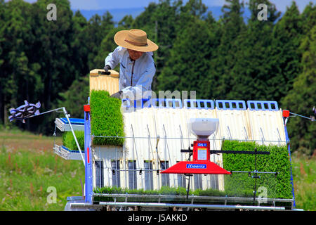 Ein Landwirt Laden Reispflänzchen auf der Pflanzmaschine in Oyama - Cho Shizuoka Japan Stockfoto