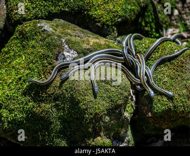 Rot-seitig Strumpfbandnattern aus überwinternden Höhle, Narcisse, Manitoba, Kanada. Stockfoto