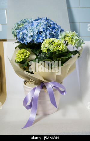 Blaue Hortensie in Keramik Wasserspiel und Phormium in einem blauen Topf-Bogen Stockfoto
