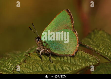 Grüner Zipfelfalter Schmetterling (thront auf einem Blatt) Stockfoto