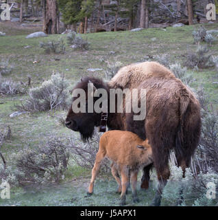 Baby Bison Kalb Pflege. Kuh Büffel hat einen Kragen. Sie sind in einem Prärie mit Beifuß. Im Yellowstone National Park fotografiert mit Tageslicht. Stockfoto