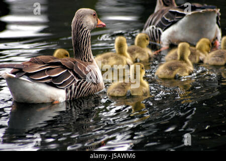 Familienausflug Stockfoto