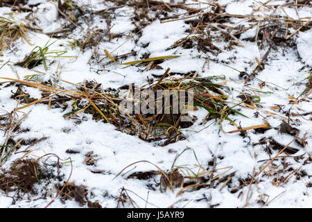 Grass bedeckt mit Schnee Stockfoto