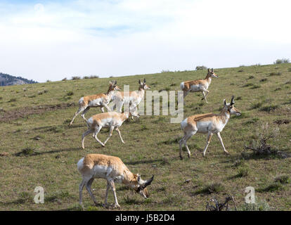 Herde von Pronghorn Antilope Weiden auf Grünland in Lamar Valley, Yellowstone-Nationalpark. In natürlichem Licht fotografiert. Stockfoto