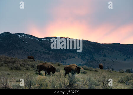 Herde Büffel auf einer Prärie mit Berg und Sonnenaufgang im Hintergrund. Zwei Bison im Vordergrund sind Grass Essen. In natürlichem Licht fotografiert. Stockfoto