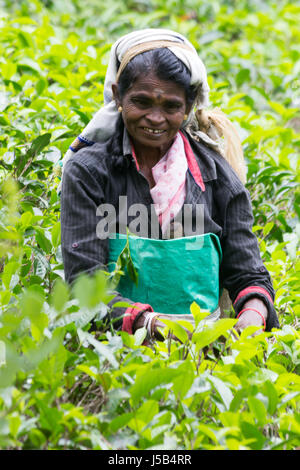 Frau Tee Picker in Ella, Sri Lanka Stockfoto