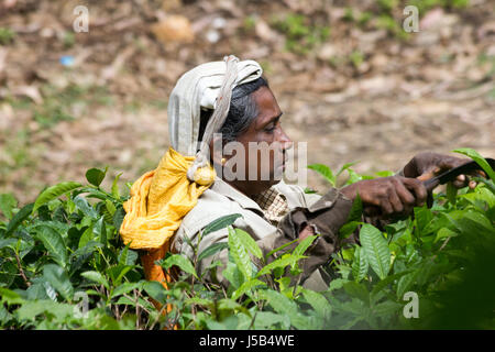 Frau Tee Picker in Ella, Sri Lanka Stockfoto