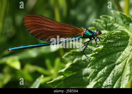 Unreife männliche schöne Prachtlibelle Damselfly Stockfoto