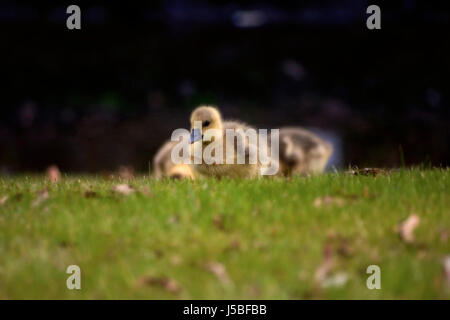 Gänse Slipt Gans Flusen Küken Frischwasser See Binnengewässer Wasser Liebe in der Liebe Stockfoto