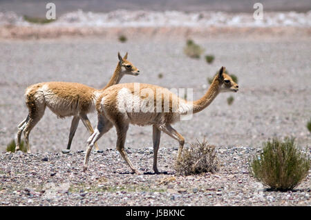 Vicuña (Vicugna) in der Wüste von Nordargentinien, Jujuy Stockfoto