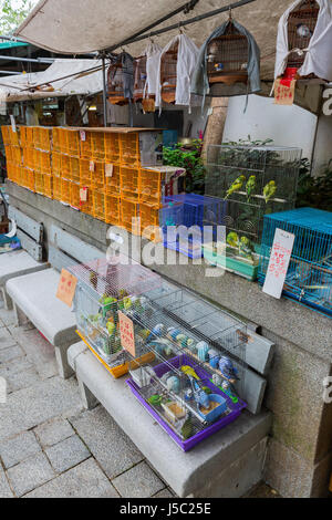 Hong Kong, Hong Kong - 10. März 2017: Vogelmarkt in Kowloon, Hongkong. Es ist ein beliebter Ort für Touristen Stockfoto