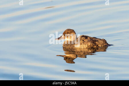 Die blau-billed Ente (Oxyura Australis) ist eine kleine australische steif-angebundene Ente endemisch in gemäßigten Regionen Australiens, bewohnen, Natur- und artif Stockfoto