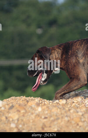 Boxer Hunde verfolgen auf Hügel Stockfoto