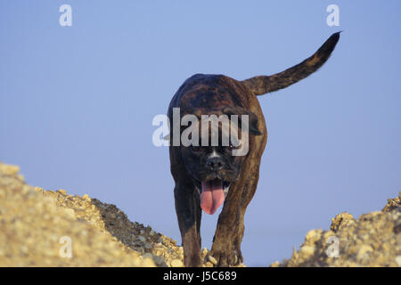 Boxer Hunde verfolgen auf Hügel Stockfoto