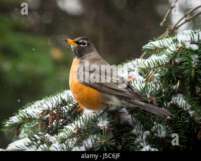 Eine weibliche Erwachsene American Robin (Turdus Migratorius) auf einem verschneiten Fichte in Saskatoon, Saskatchewan, Kanada. Stockfoto