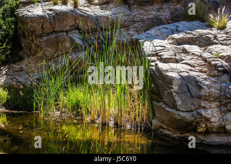 Eine Band von Wasser in einem trockenen Land bewirkt, dass eine Vielfalt von Leben zu blühen. Sabino Canyon in der Nähe von Tucson, Arizona. Stockfoto