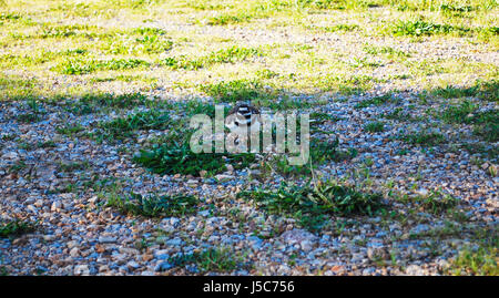 Ein Killdeer Vogel schützen ihr Ei Stockfoto