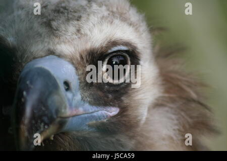 Vogel Vögel Augen Raptor Blick Blick Blick spähen betrachten sehen Stockfoto