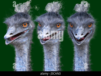  Vogel Vögel Australien Frisur Locken flugunfähigen betrachten Illustration 