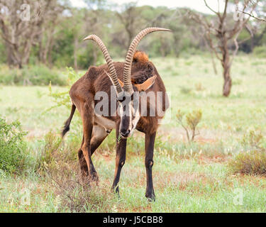 Rappenantilope in südlichen afrikanischen Savanne Stockfoto