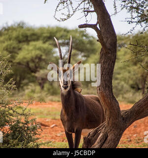 Rappenantilope in südlichen afrikanischen Savanne Stockfoto
