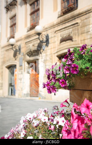 Bunte Blumen blühen in den Blumentopf in der alten Straße mit klassischer Architektur. Stockfoto