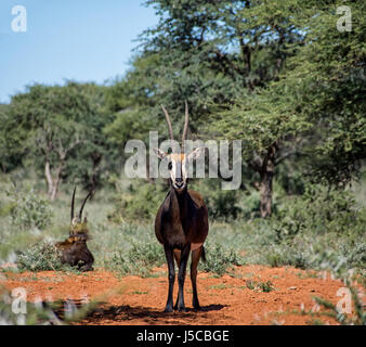 Rappenantilope in südlichen afrikanischen Savanne Stockfoto