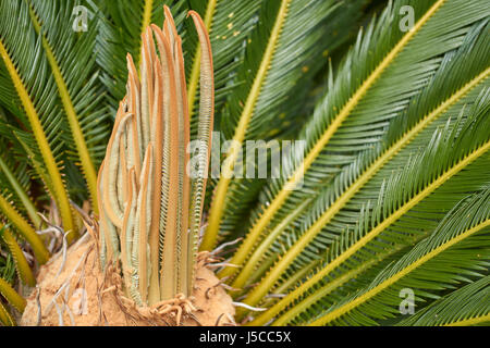 Nahaufnahme einer Cycad (Sagopalme) Pflanze bei Sonnenschein Stockfoto