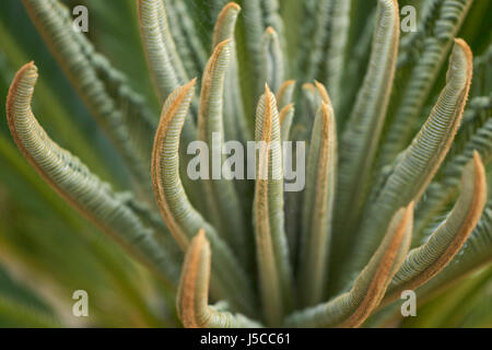 Nahaufnahme der neuen Baby Cycad (Sagopalme) Blätter Stockfoto