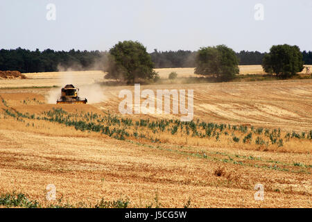 Staub Landwirtschaft Landwirtschaft Feld Getreide Trockenheit Dürre Mais Feld Stoppelfeld Stockfoto