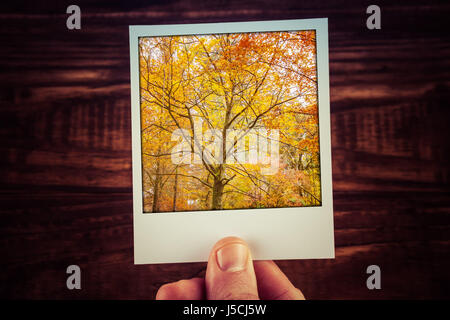 Hand, die Polaroid instant Foto von schönen Baum mit Yello Laub im Herbst. Verlieben Sie sich in Australien. Reise-Erinnerungen an gute alte Zeit mit cop Stockfoto