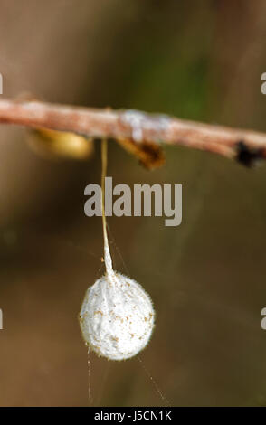 Spinne Ei Sac, New South Wales, Australia, New South Wales, Australien Stockfoto