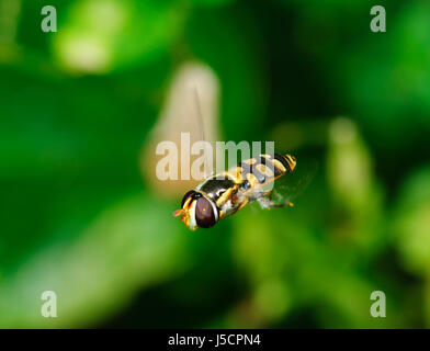 Gelb-geschultert Stout schweben fliegen (Simosyrphus Grandicornis) im Flug, New-South.Wales, NSW, Australien Stockfoto