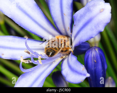 Honigbiene (Apis Mellifera) bestäuben den Nektar einer lila Blume, New-South.Wales, NSW, Australien Stockfoto