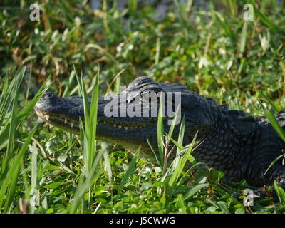 Ein Krokodil zeigt sich in einem grünen Teil in der Nähe von einem Sumpf. Stockfoto