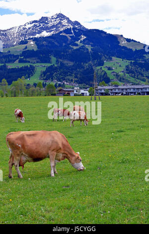 Kühe auf einer Wiese mit österreichischen Alpen im Hintergrund. Vertikales Bild. Stockfoto