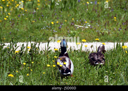 Männliche und weibliche Stockenten (Anas Platyrhynchos) zu Fuß auf der Wiese Stockfoto