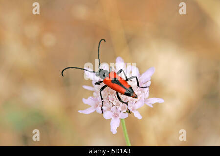 Leptura Cordigera, Longhorn beetle Stockfoto