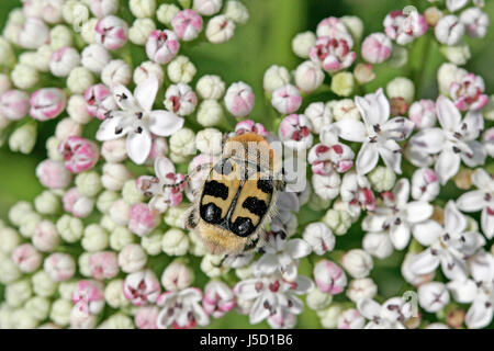 Trichius Fasciatus Biene Käfer Stockfoto