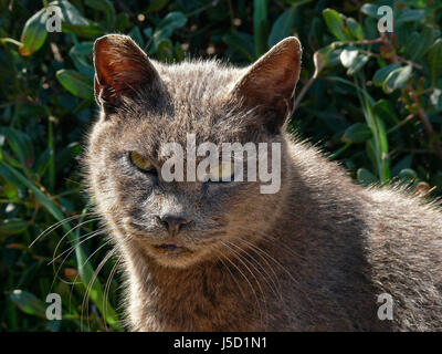 traurig Haustiere Katzen Einzelgänger schlecht peccant böse böse Wildkatze verwilderten dargelegt Stockfoto