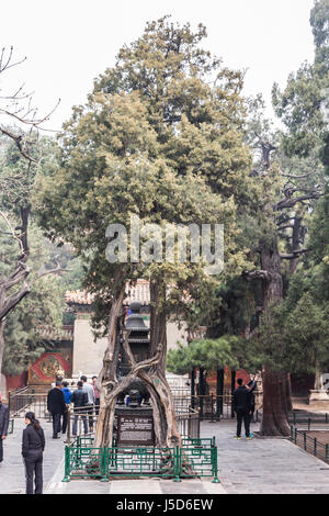 BEIJING, CHINA 26. März 2014: die Verbotene Stadt war einst die Heimat für den Kaiser von China und seiner Regierung, jetzt eine wichtige touristische Attraktion. Stockfoto