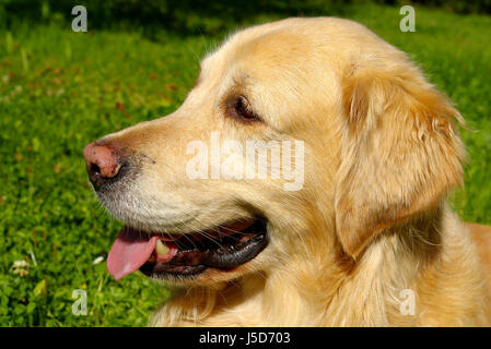 Entspannung gewidmet Haut freundlichen Art Hund lieber laufen Rennen Gehorsam Wiese Stockfoto