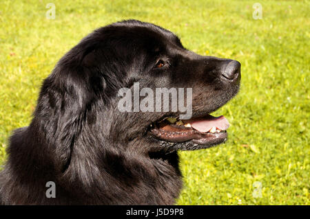 schwarze dunkelhäutige kohlschwarze tiefschwarze weiche Haut freundlichen Art Hund Liebe gewidmet Stockfoto