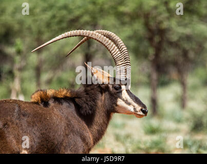 Rappenantilope in südlichen afrikanischen Savanne Stockfoto
