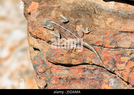 Southern Rock Agama in der Sonne aalen Stockfoto