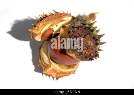 optionale Baum Bäume grün braun bräunlich Brünette sommergrüne Baum leer Europäischen Stockfoto